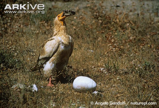 Egyptian vultures