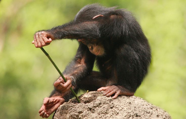 Chimpanzee using a stick