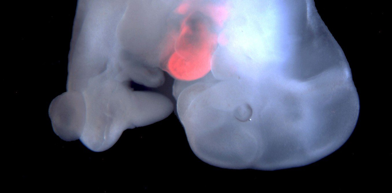 The red shows rat cells in the developing heart of a mouse embryo