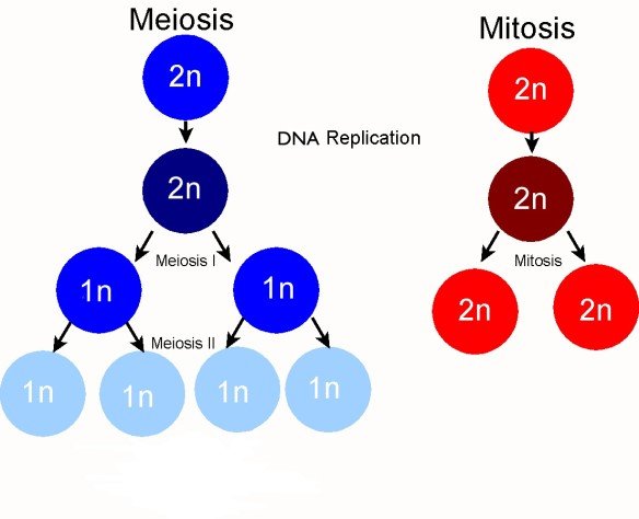 Figure 1: Key differences between meiosis and mitosis (PMG Biology, 2015)