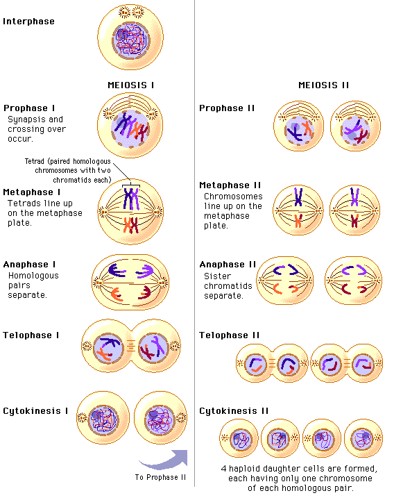 Figure 2: Meiosis Stages (The Student Room, 2015)