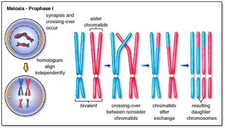 Figure 3: Genetic variation in gametes (PMG Biology, 2015)