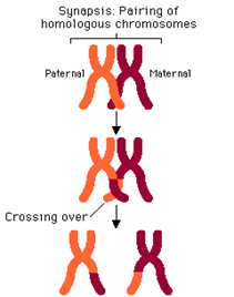 Figure 4: Synapsis and Crossing Over (PMG Biology, 2015)