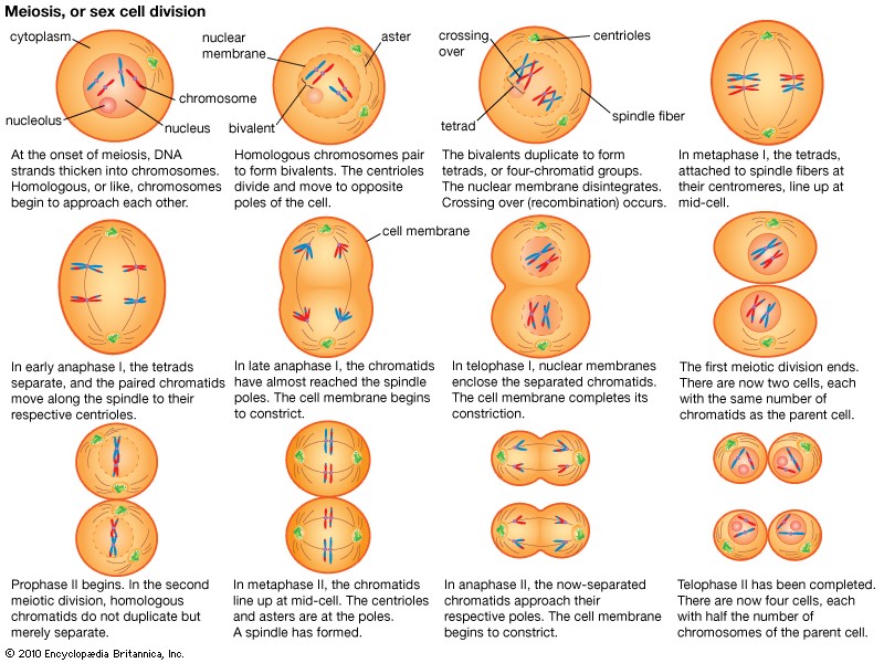 Figure 5: Various Stages of meiosis (PMG Biology, 2015)