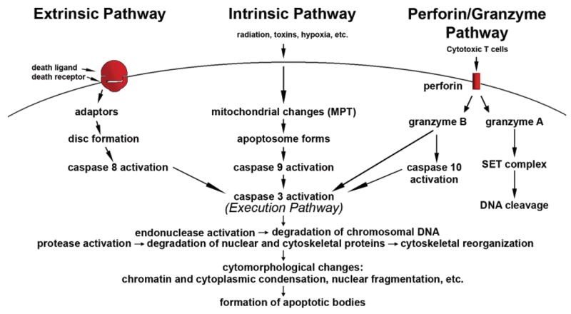 Apoptosis Events