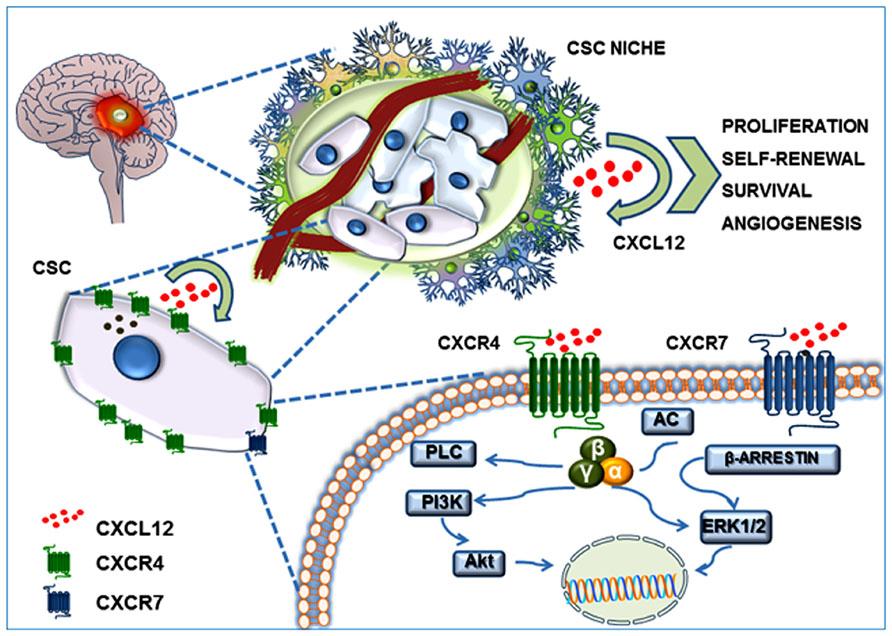 CXCL12/CXCR4-CXCR7 system in the GBM CSC niche