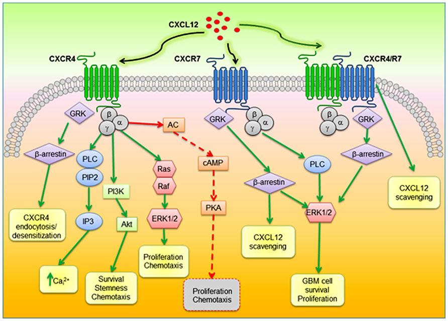 chematic diagram of proposed CXCR4-CXCR7