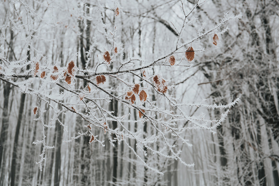 Forest in December