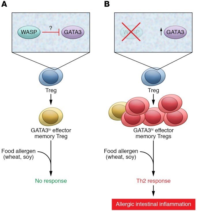 Schematic diagram of food allergy in WAS