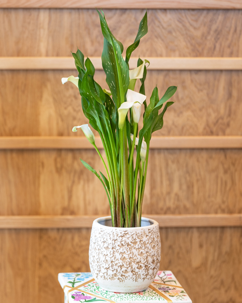Peace Lily