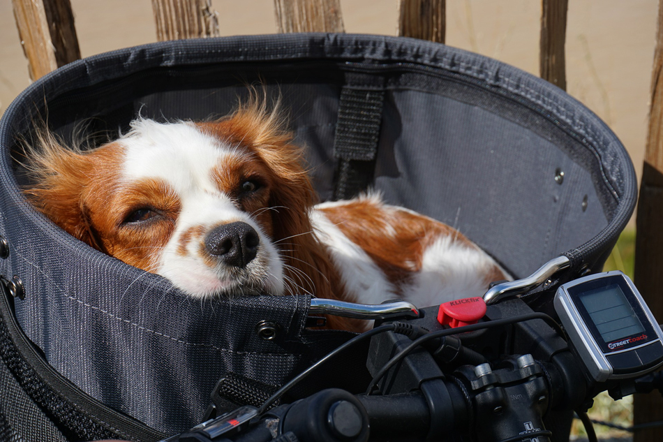 Dog Bike Baskets