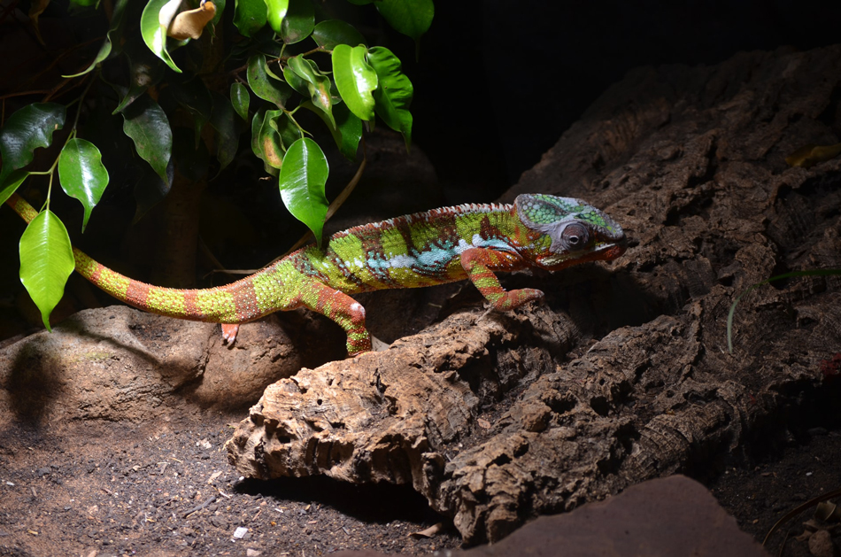 Pet Lizard