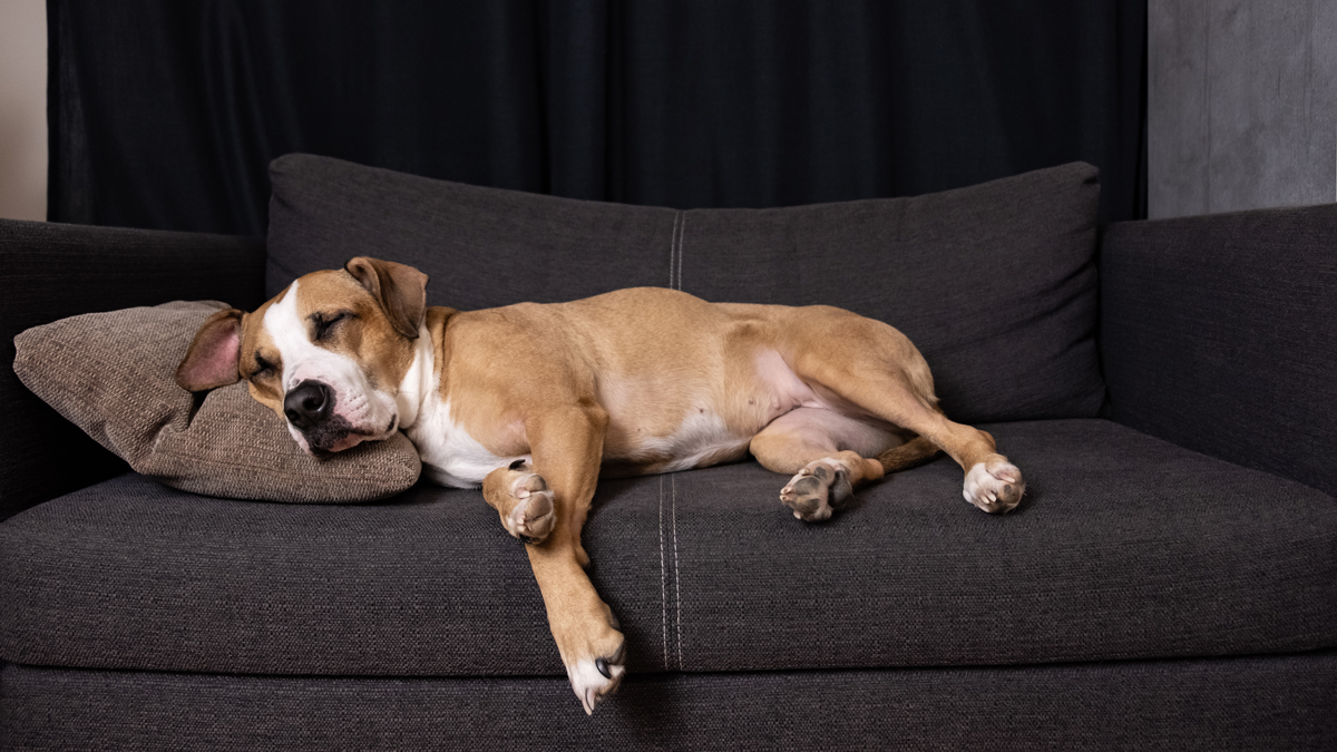 Dog Owner's Guide: How to Keep Your House Clean and Fur-Free