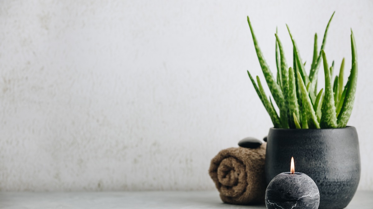 Reasons to Grow Your Own Aloe Vera Plant