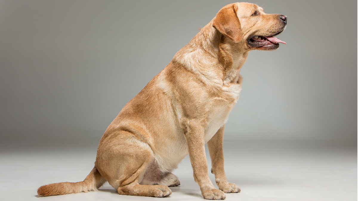 Labrador Puppies For Sale In Michigan