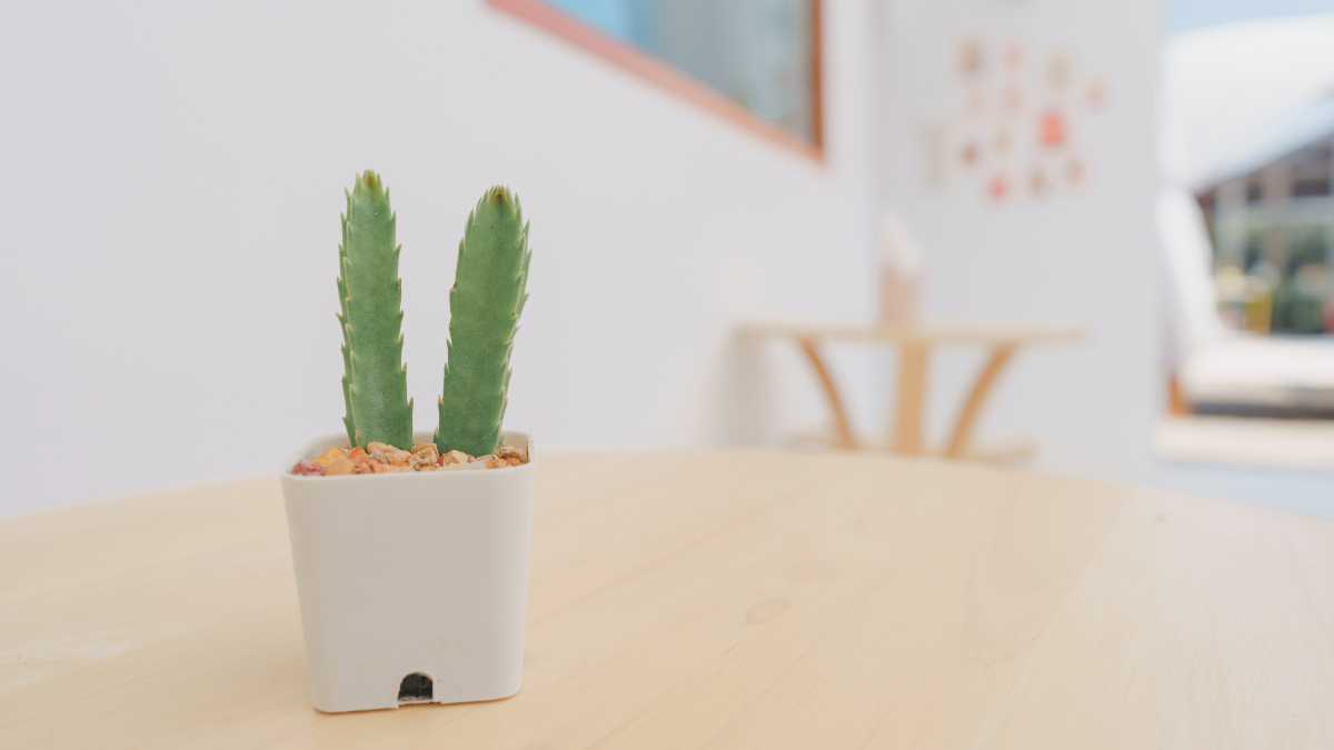Useful Solutions to Get Rid of Damp and Condensation