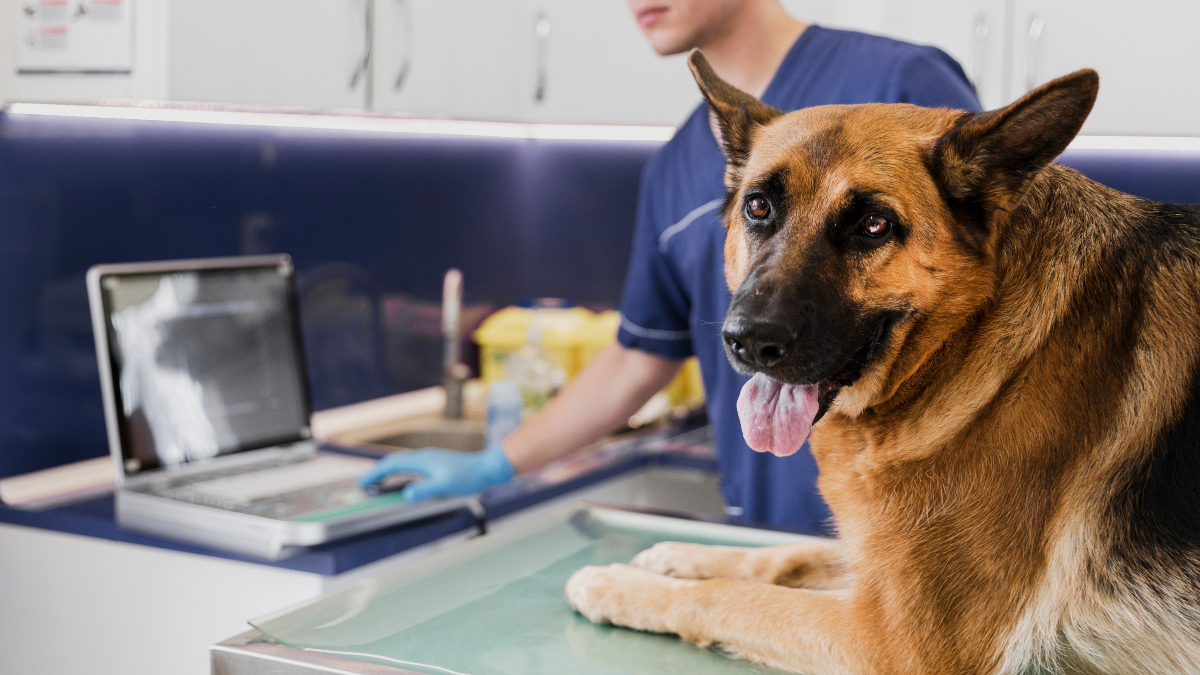 Vet Autoclave: What Is It, and What Does it Do Exactly?