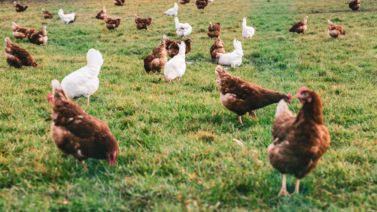 How to Raise Happy and Healthy Chickens