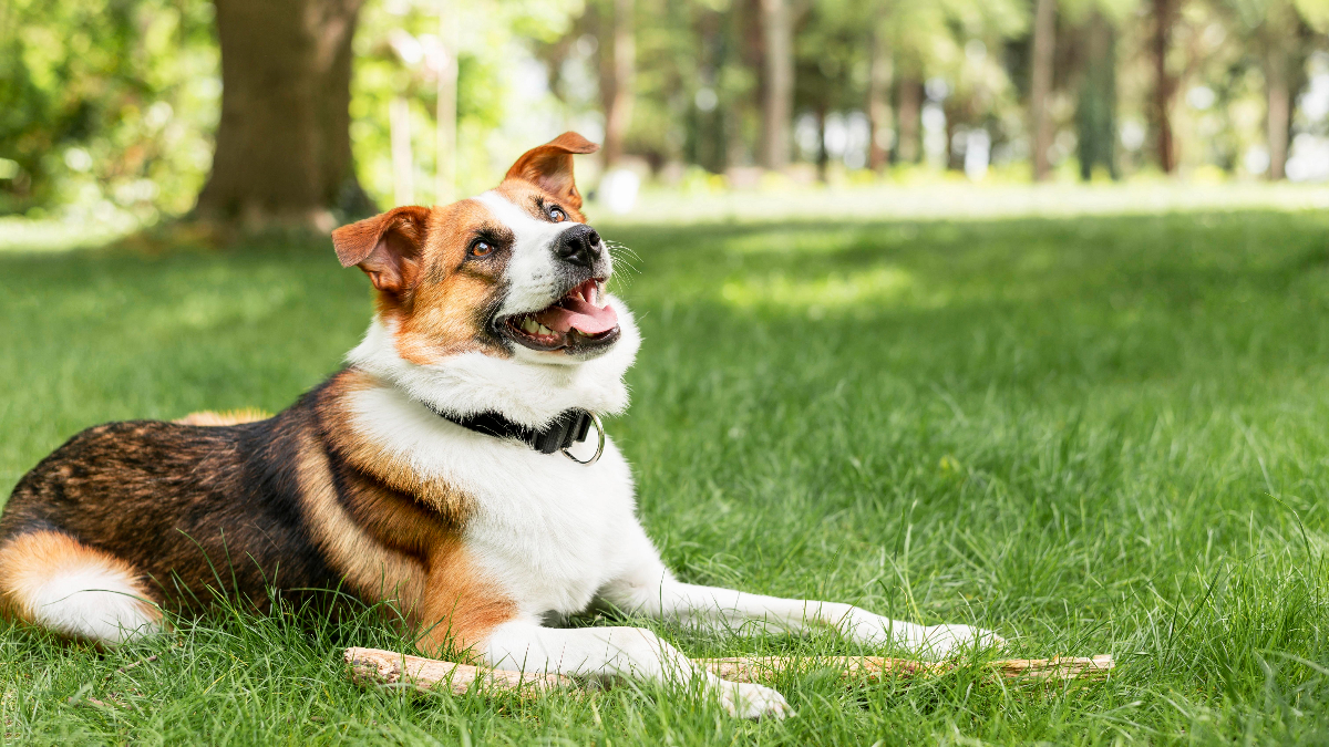 Safer Alternatives to Shock Collars for Dog Training