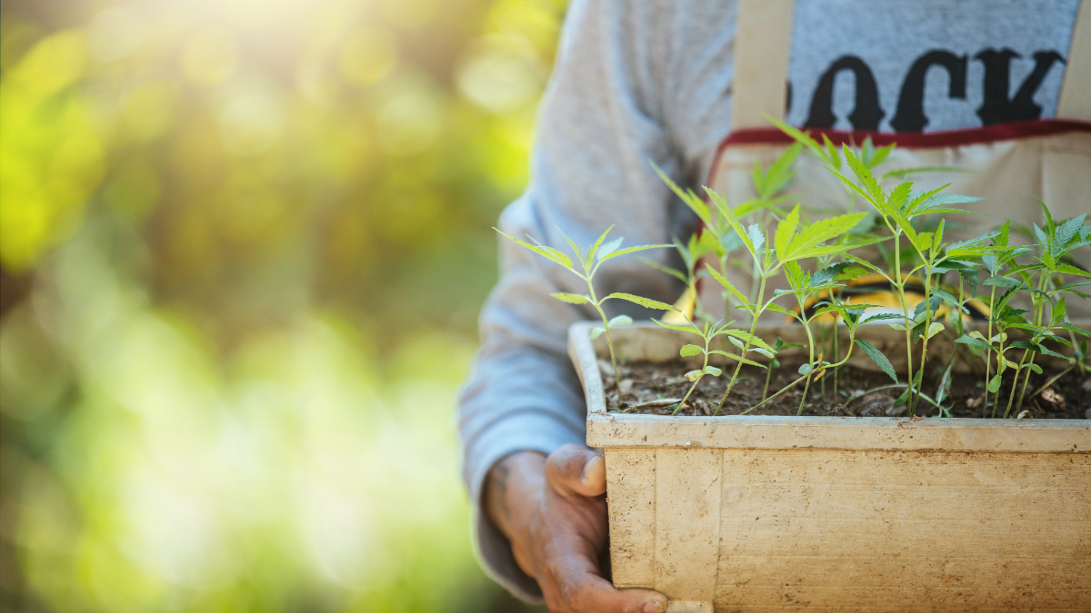 What Is Delta 8 THC and Its Benefits