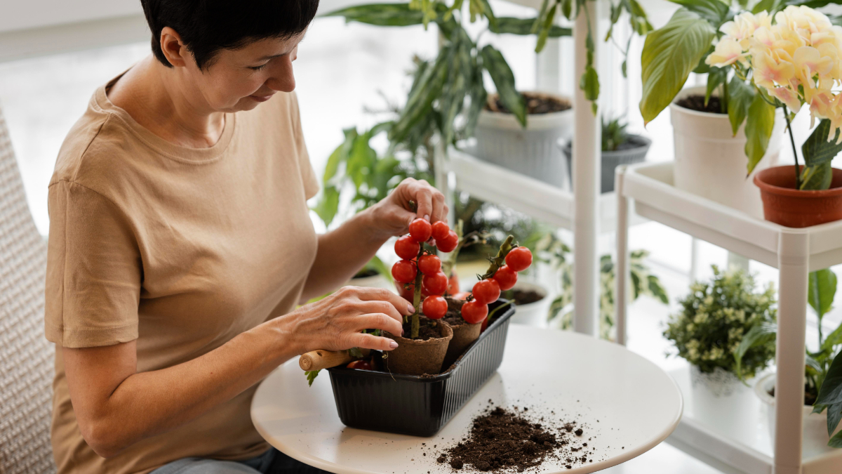 An Easy Guide to Growing Your Own Vegetables
