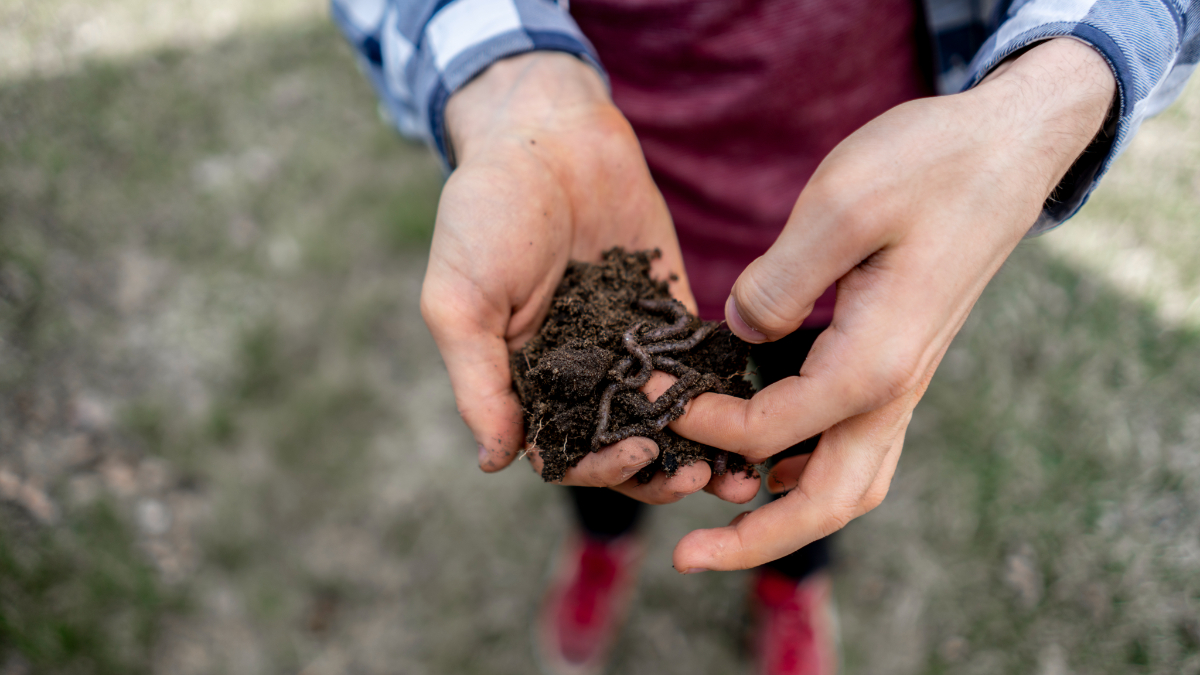 Should You Be Worried About Earthworms in Your Lawn