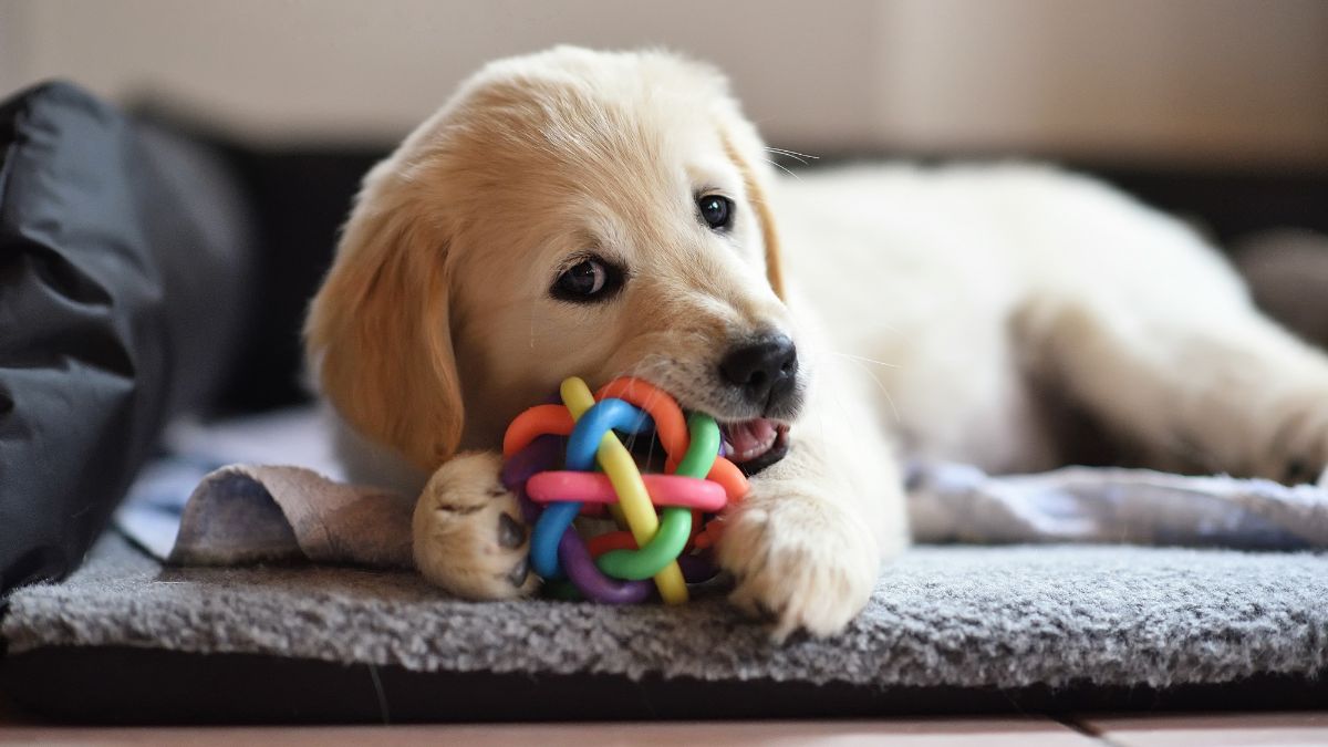 Best Pet-Friendly Accessories for Pet Owners